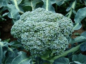 brocoli